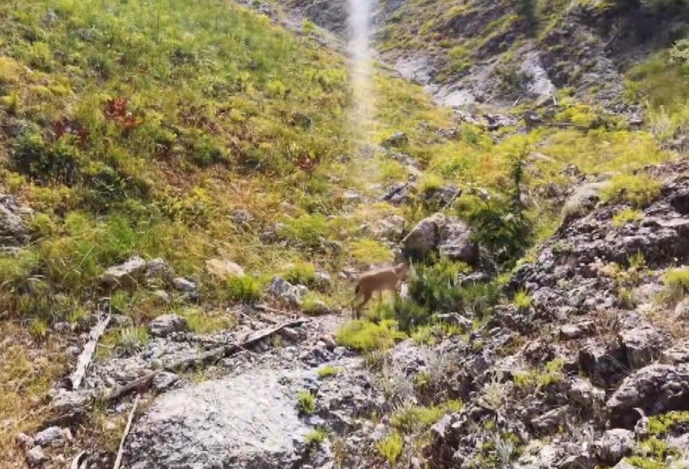 Yaralı Dağ Keçisi (2)