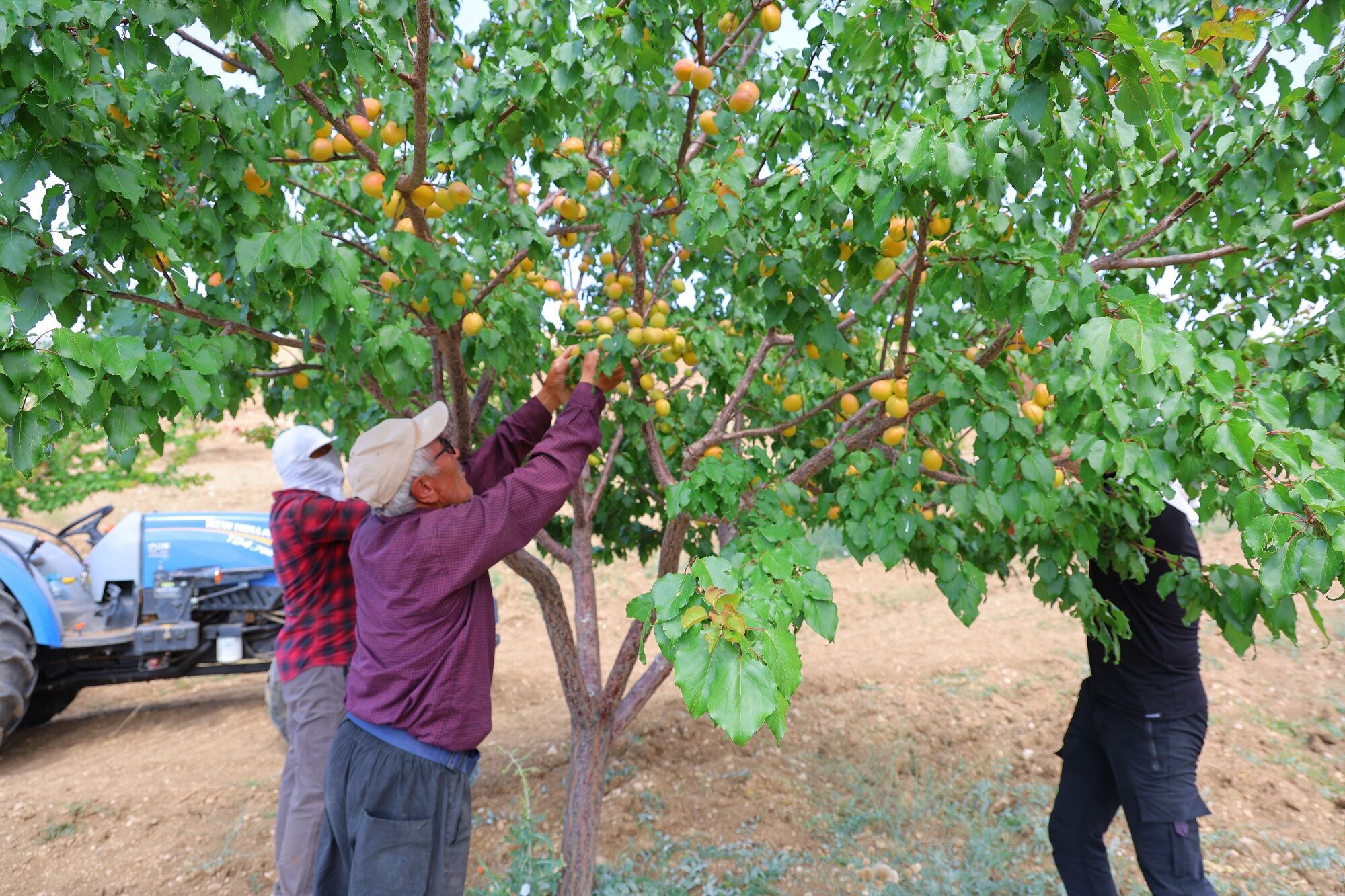 2 Bin Rakımda Susuz Kayısı Mucizesi Elbistan’dan Türkiye Birinciliğine