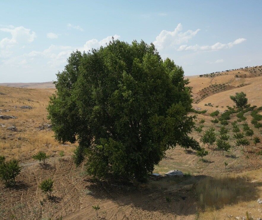 Elbistan’da 300 Yıllık Kavak Ağacı Zamana Meydan Okuyor (1)-2