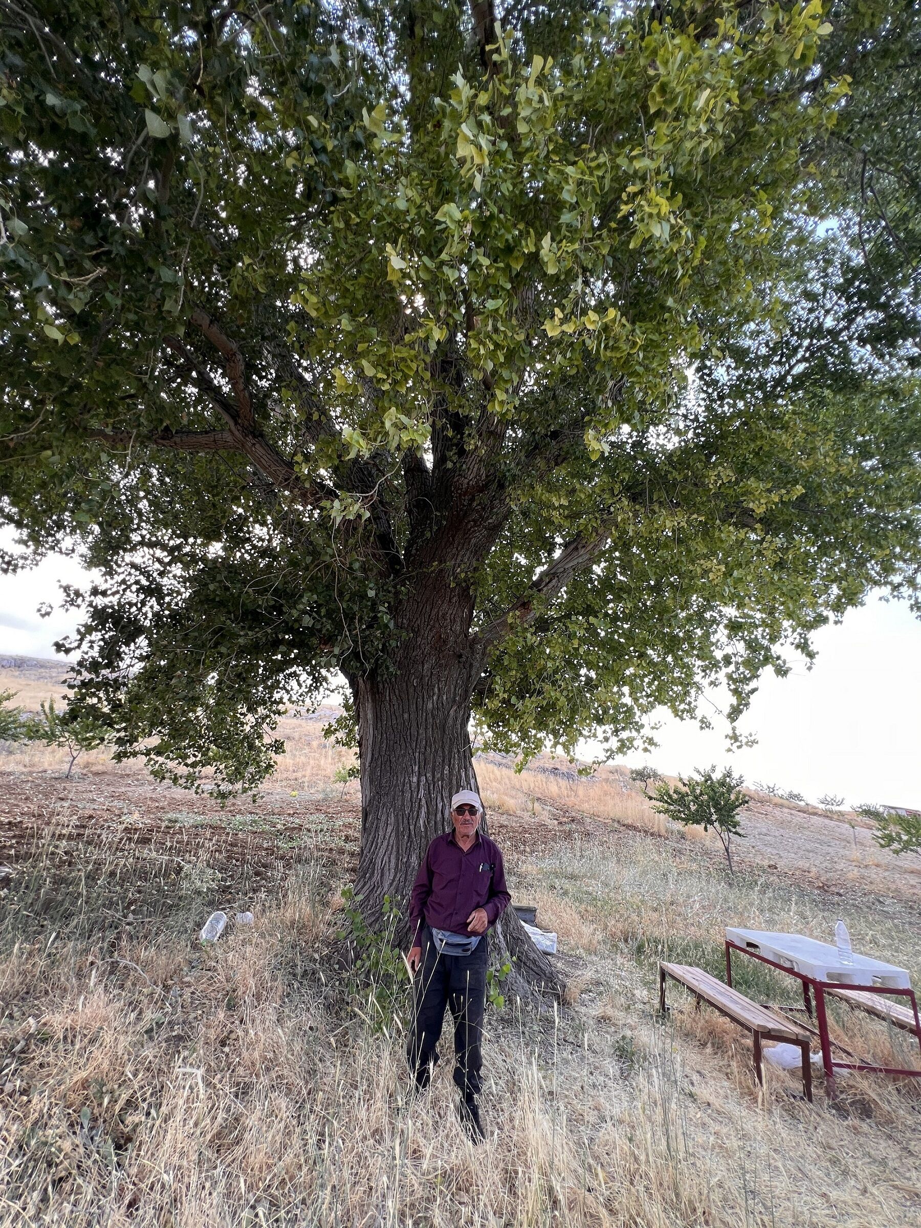 Elbistan’da 300 Yıllık Kavak Ağacı Zamana Meydan Okuyor (4)-2