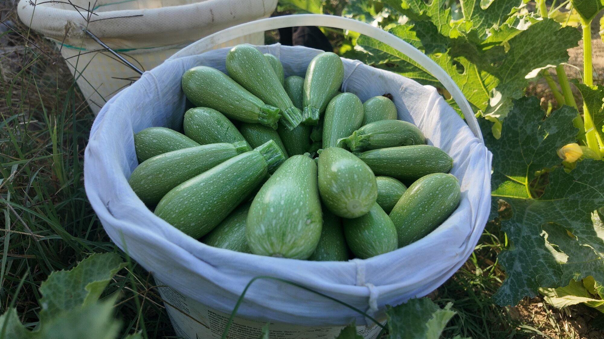 Fabrikası Yıkıldı, Tarlaya Sarıldı! Günde 600 Kilo Kabak Üretiyor (1)