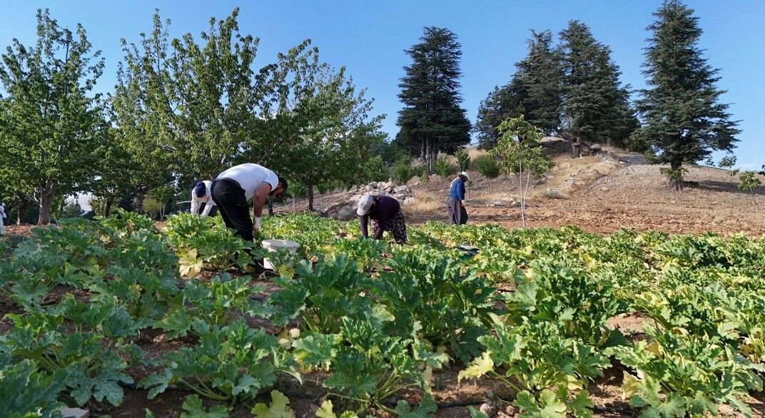 Fabrikası Yıkıldı, Tarlaya Sarıldı! Günde 600 Kilo Kabak Üretiyor (3)