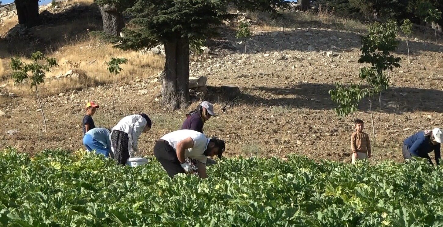 Fabrikası Yıkıldı, Tarlaya Sarıldı! Günde 600 Kilo Kabak Üretiyor (4)