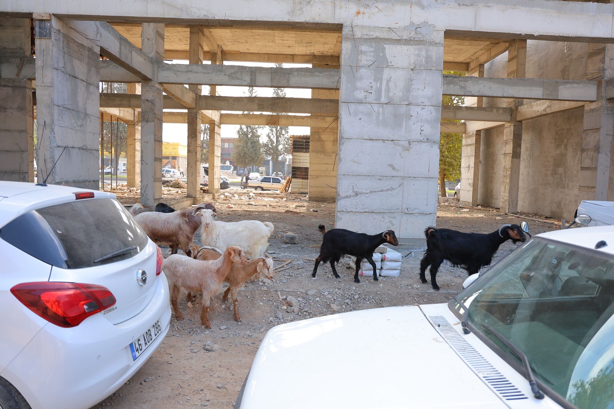 Başıboş Gezen 9 Keçinin Sahibi Aranıyor (4)
