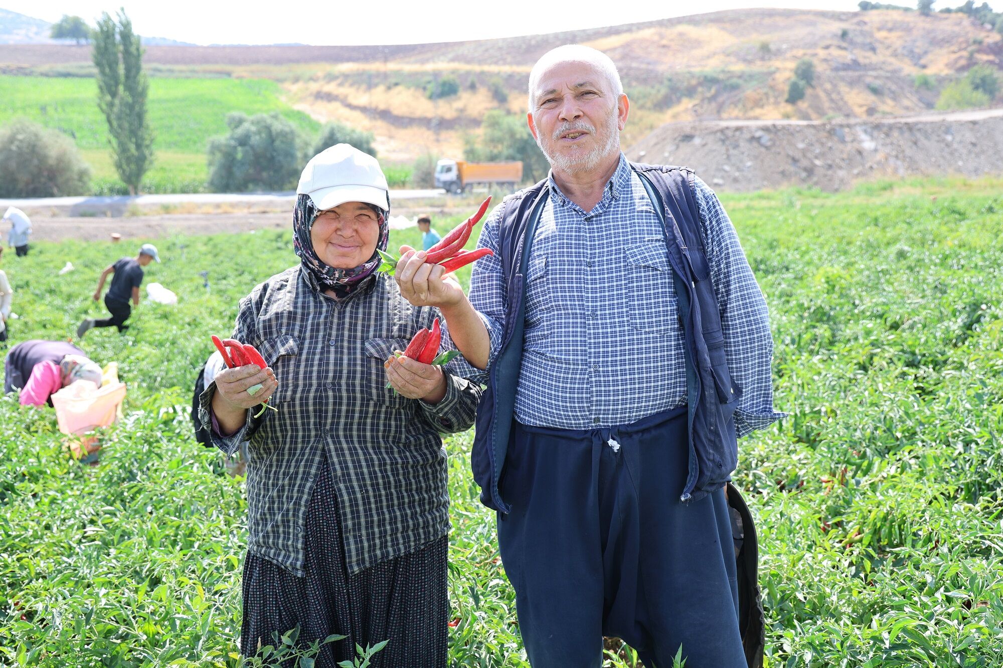 Coğrafi İşaret Tescilli Maraş Biberinde Hasat Başladı 30 Bin Ton Üretim Bekleniyor (7)