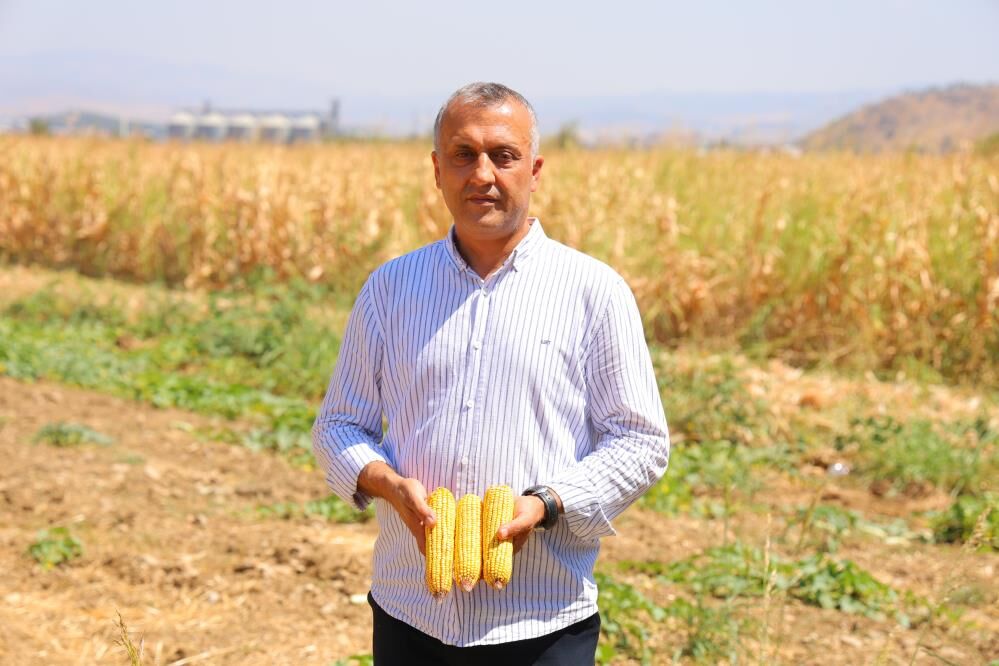 Mısırda Hasat Zamanı Geldi Ama Beklenen Olmadı Verim Düştü 1