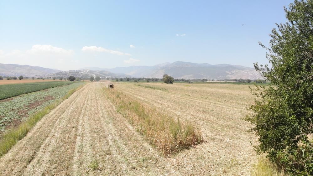 Mısırda Hasat Zamanı Geldi Ama Beklenen Olmadı Verim Düştü 2