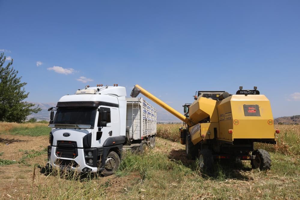 Mısırda Hasat Zamanı Geldi Ama Beklenen Olmadı Verim Düştü 3
