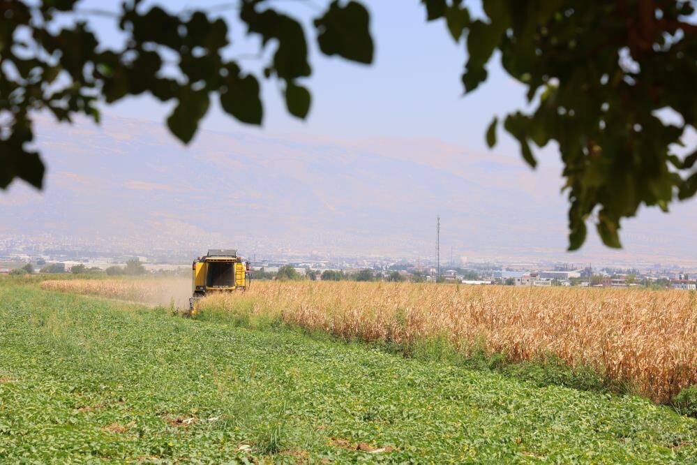 Mısırda Hasat Zamanı Geldi Ama Beklenen Olmadı Verim Düştü 6