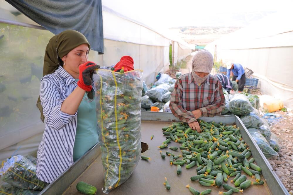 Tarlada 30 TL, Markette 60 TL! Kahramanmaraş’ta Hasat Başladı