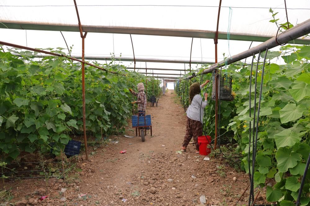 Tarlada 30 Tl, Markette 60 Tl! Kahramanmaraş’ta Hasat Başladı