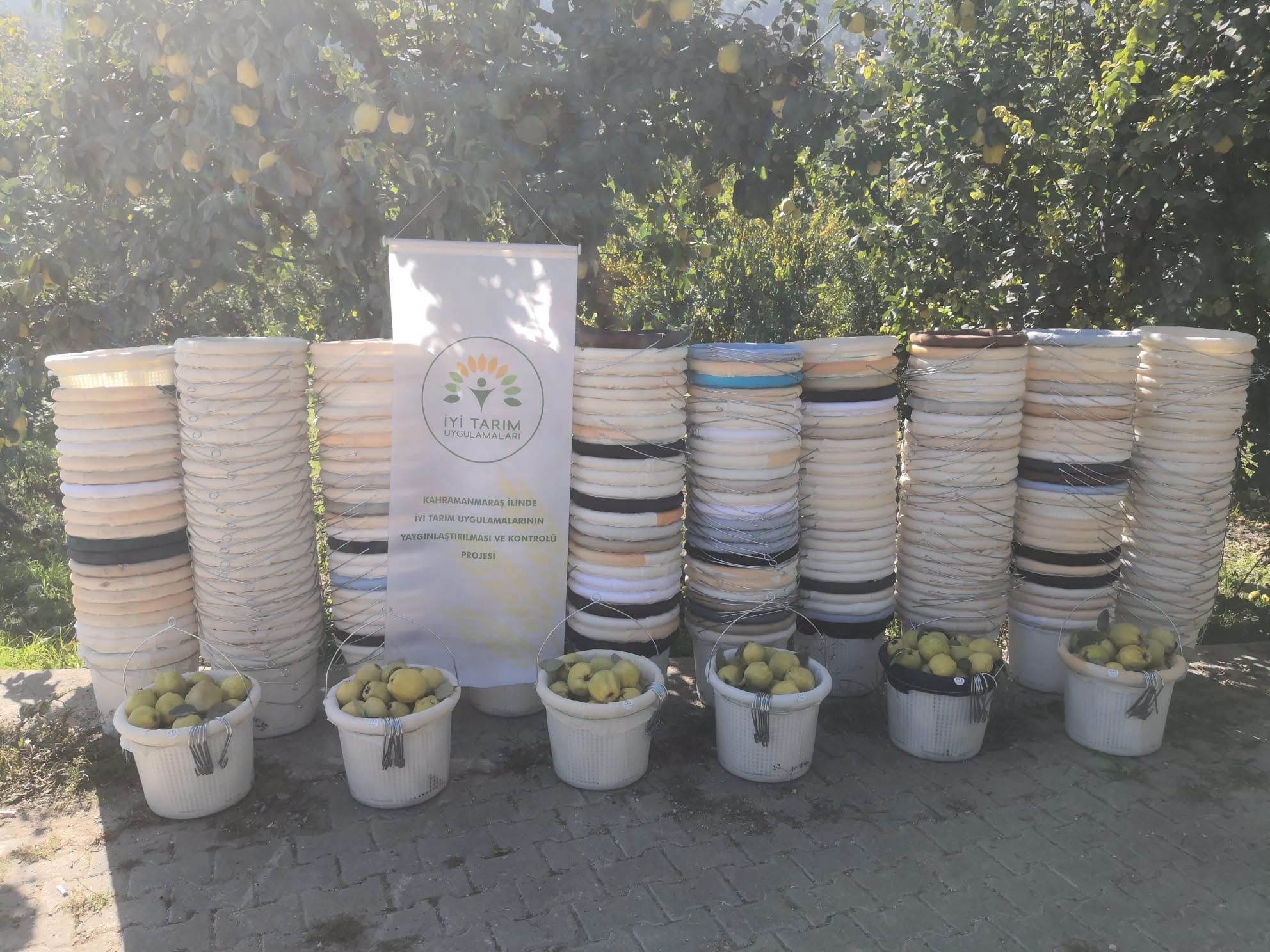 11 Ayva Üreticisine Hasat Desteği 260 Ekipman Dağıtıldı3