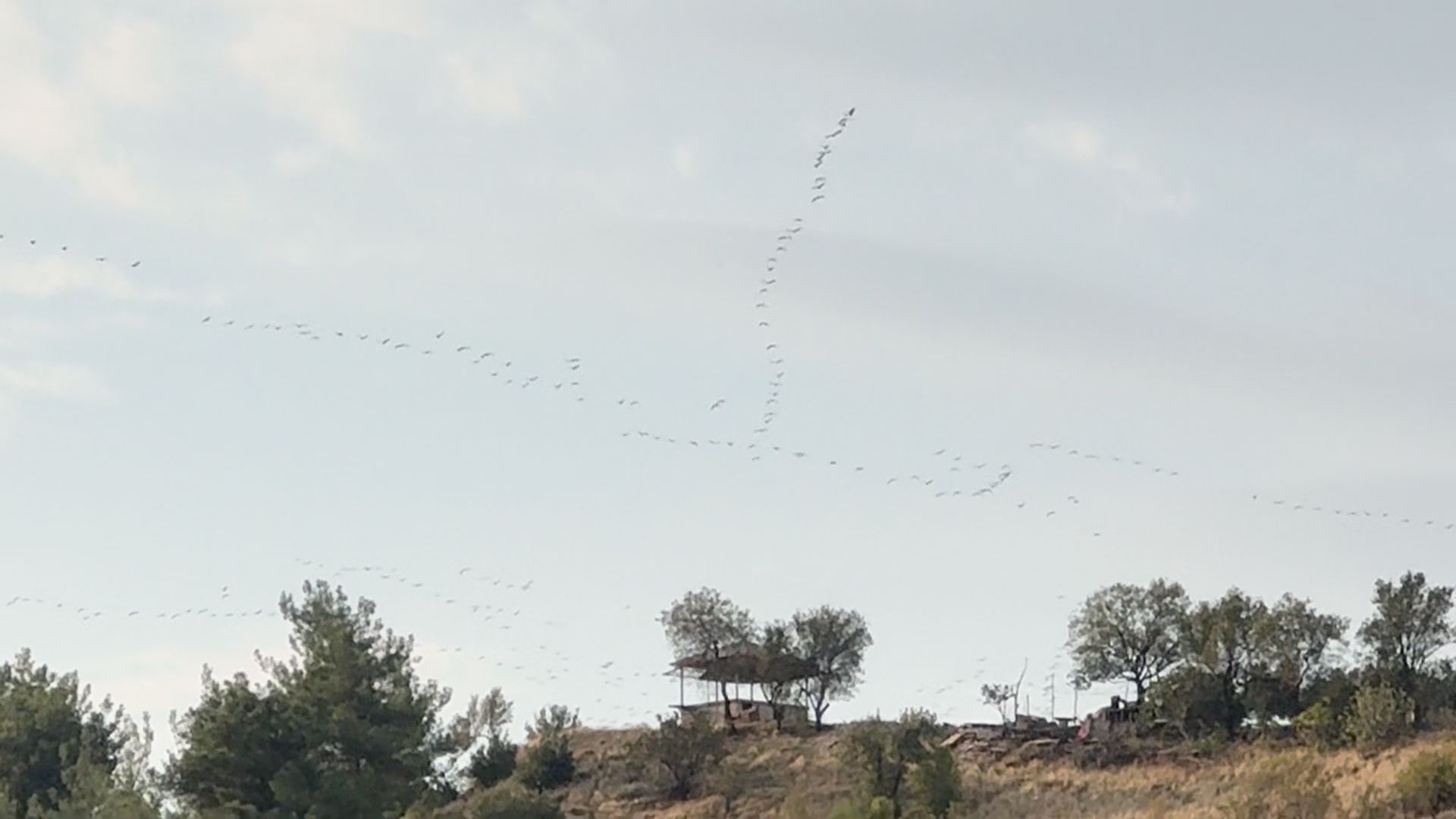 239 Kuş Türü Kayıt Altına Alındı Sulak Alanlar Göçmen Kuşların Durağı Oldu (6)