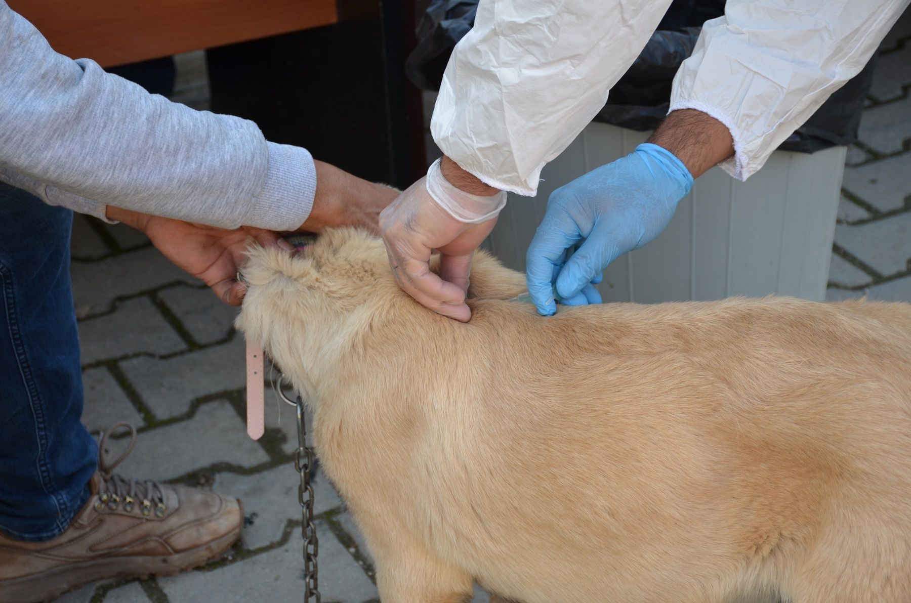 Afşin’de Kuduzla Mücadele Etkinliği Kedi Ve Köpeklere Aşı Yapıldı (5)-1