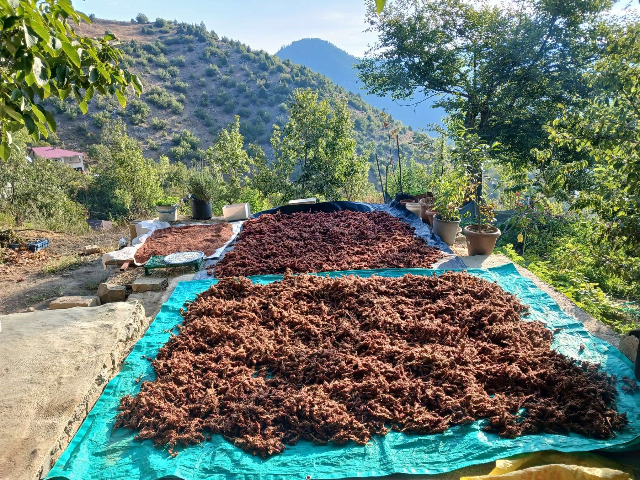 Andırın’da Dalından Toplanıyor, Kurutulup Sofralara Ulaşıyor (3)
