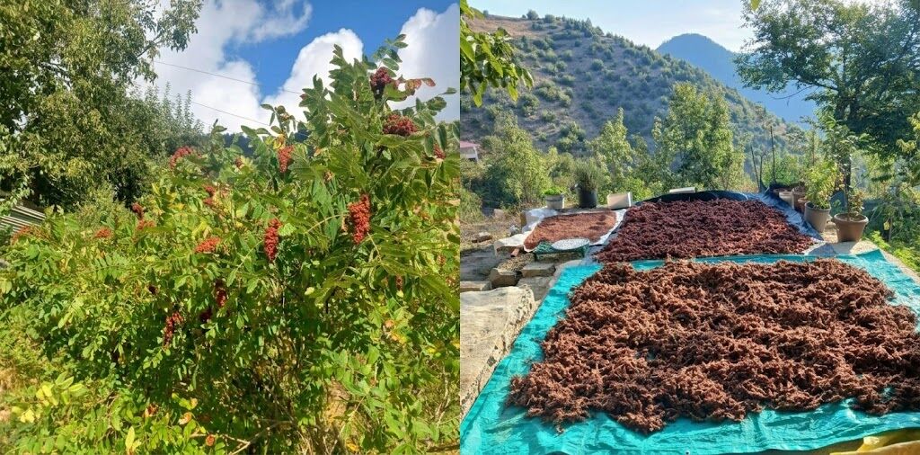 Dalından Toplanıyor, Kurutulup Sofralara Ulaşıyor