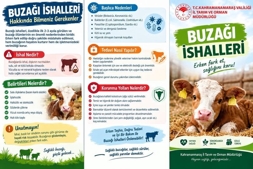 Buzağı Ölümlerine Karşı 4 Altın Kural Üreticilere Hayati Rehber (2)