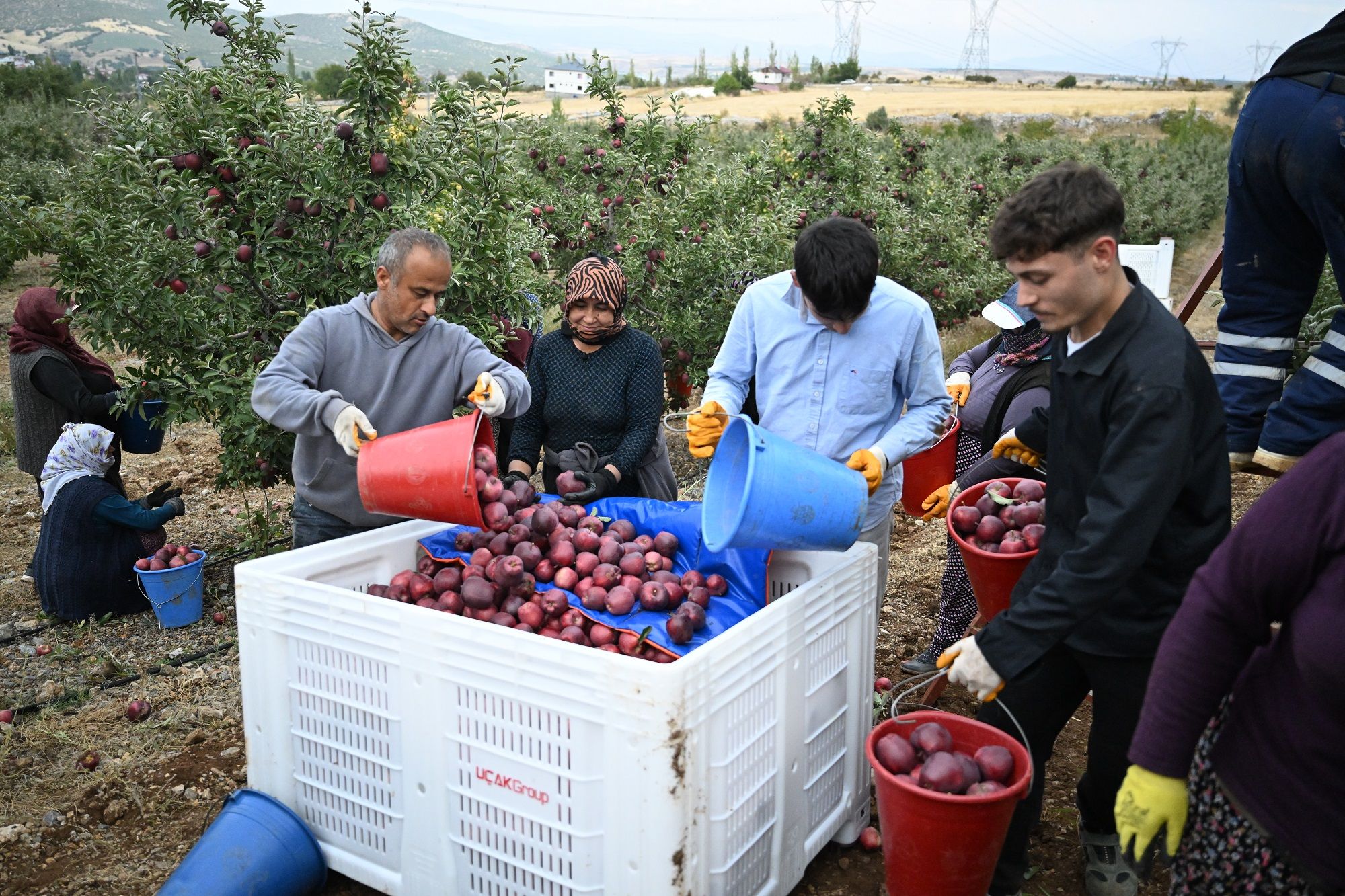 Göksun Elması Dünyaya Açılıyor! Almanya’dan Rusya’ya İhracat (2)