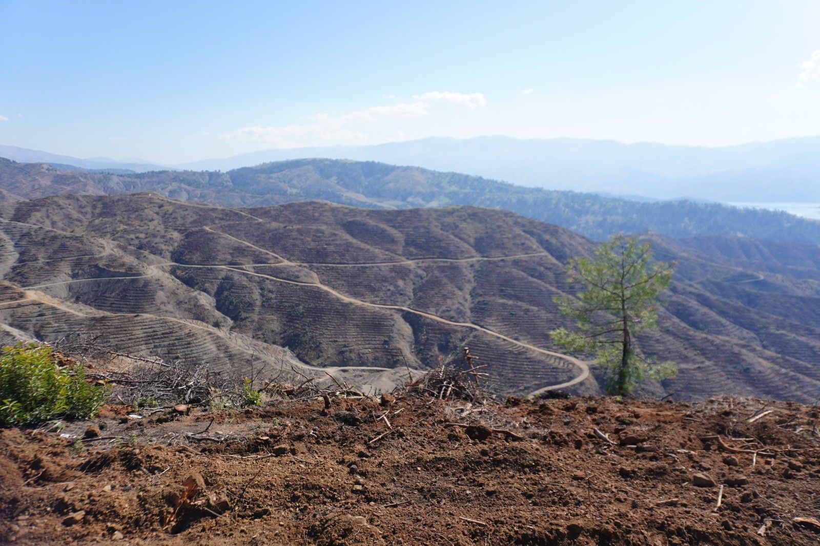 Kahramanmaraş’ta Yanan Ormanlara 1 Milyon Fidan Dikilecek (3)