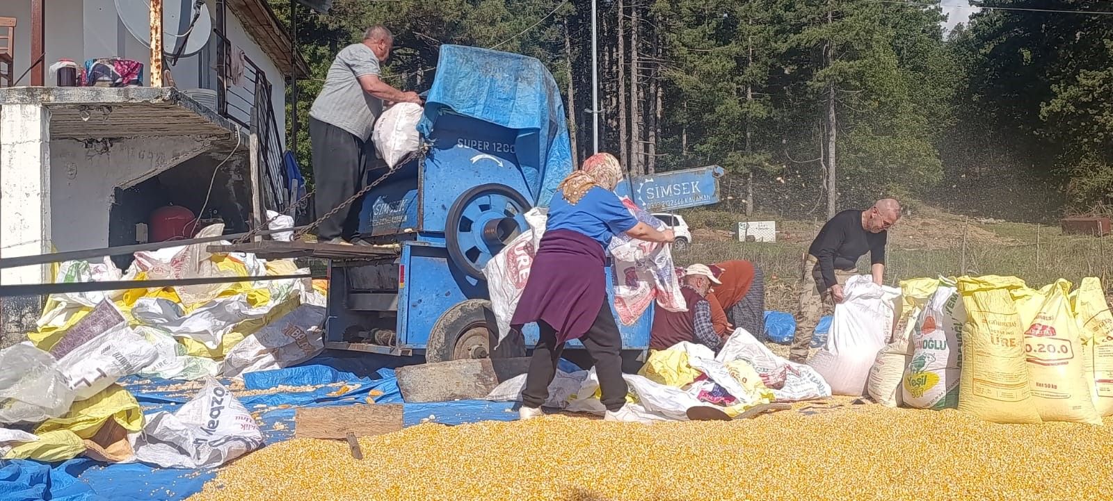 Yerli Mısır Hasadı Tamamlandı Kış Hazırlıkları Başladı (2)