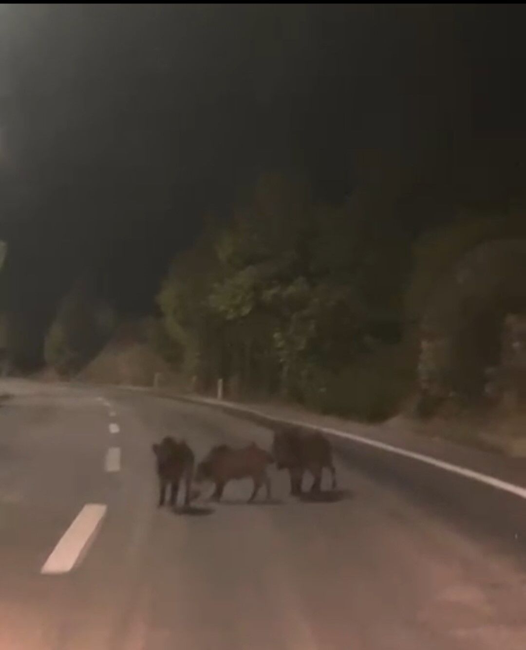 Yolda Bir Anda Karşısına Çıktı! Domuz Sürüsü Böyle Görüntülendi (2)
